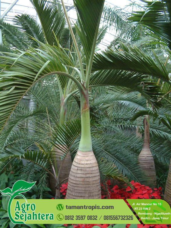 Pengobatan Dan Khasiat Herbal Manfaat Buah Palem Tupai