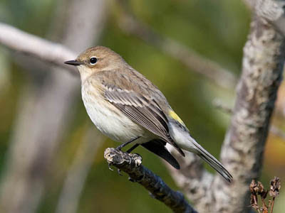 Photo of Yellow-rumped Warbler on tree branch