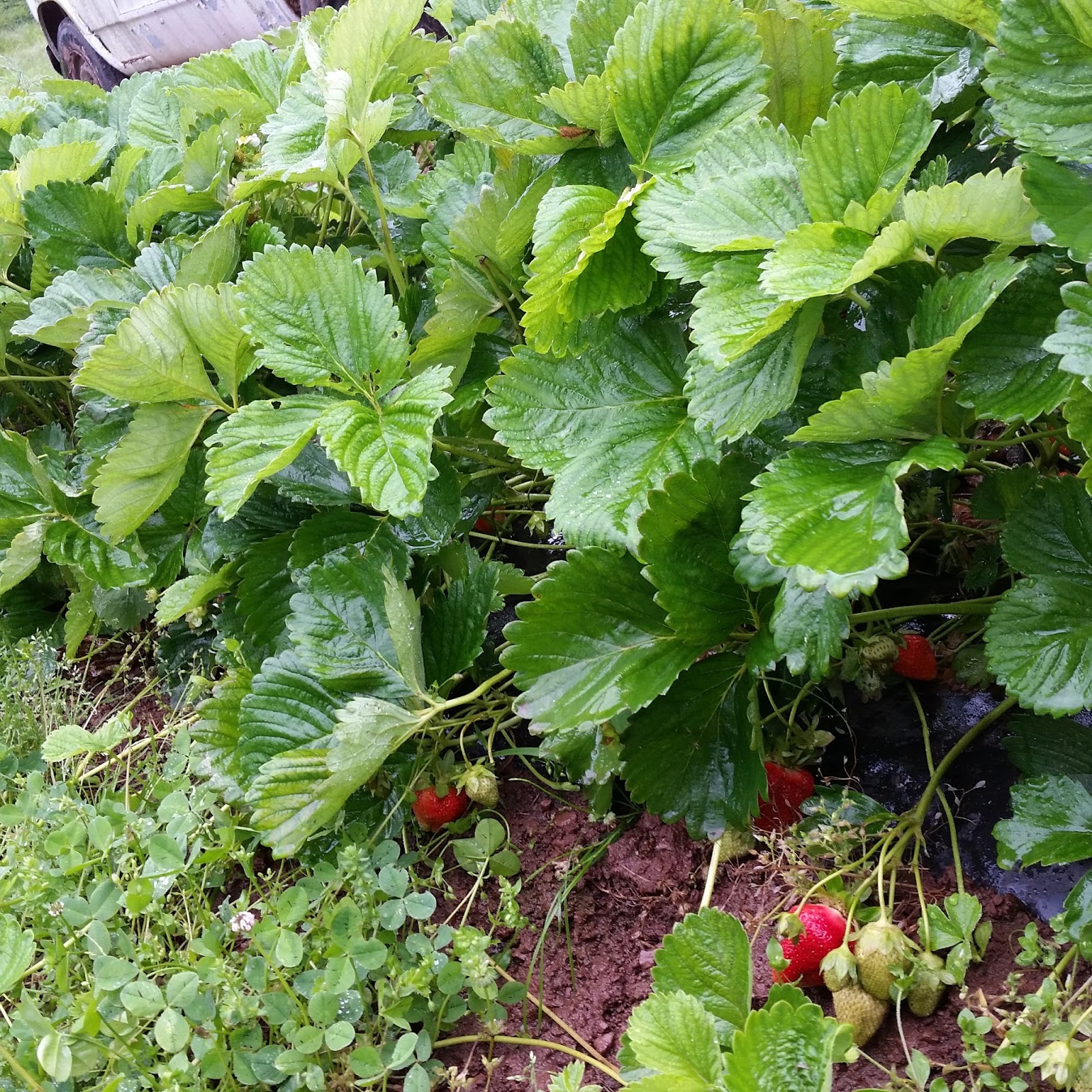 Be Vegantastic! Honey Brook Organic Farm CSA Week .5 Pennington Boxed