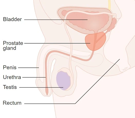 Struktur dan Fungsi Kelenjar Prostat