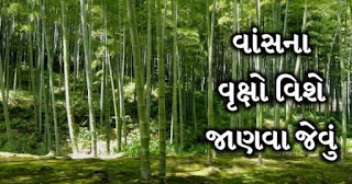 Bamboo Tree information in Gujarati language | વાંસના ઝાડ વિષે જાણવા જેવી માહિતી