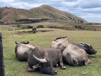 中壢社大週四趴趴走-冷擎步道半日遊，在大草原上野餐.恣意徜徉