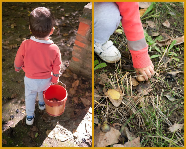 No sin mis hijos recoge nueces en otoño