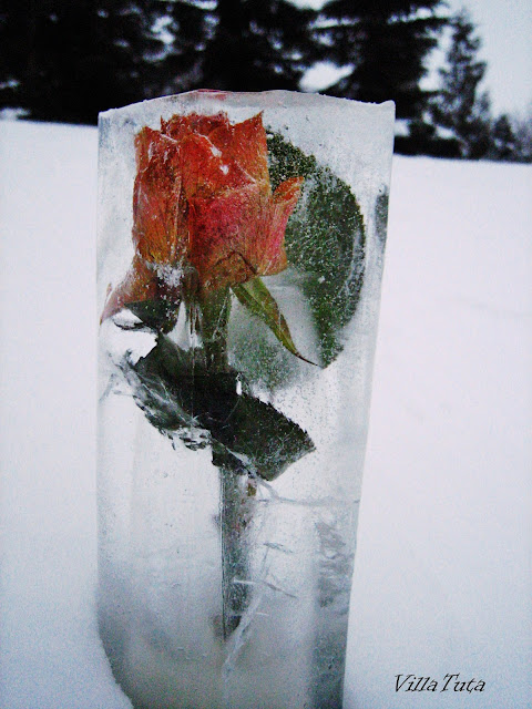 jäädytetty-ruusu.jpg