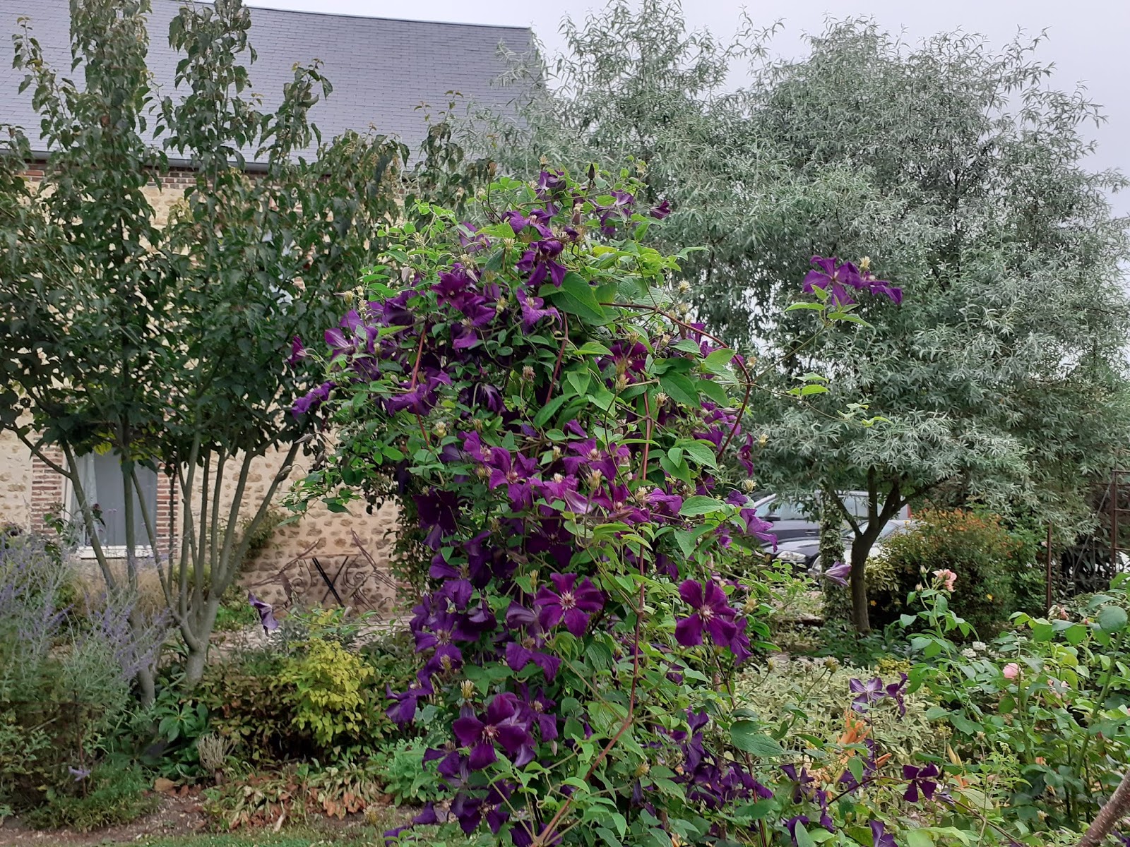 Au Jardin des Violettes Chambres d'hôtes: clématite étoile violette