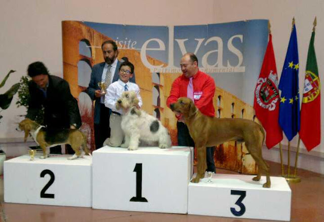 Rhodesian Ridgeback Aresvuma Ha-Shah. Propiedad de La Muela de Cortes