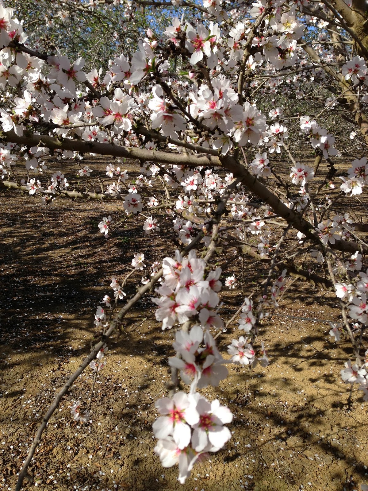 Sustainable Ag A View from the Field Almond Trees Starting to Bloom