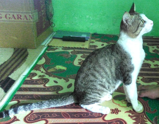 Pengalaman Bawa Kucing Naik Pesawat