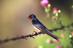 birds flying wallpapers walking eating sitting swallow trees water desktop air different running feathers colours liz potter spring written