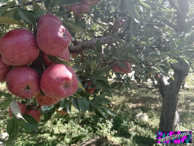 harsil apple harsil valley uttarakhand distance from dehradun in hindi
