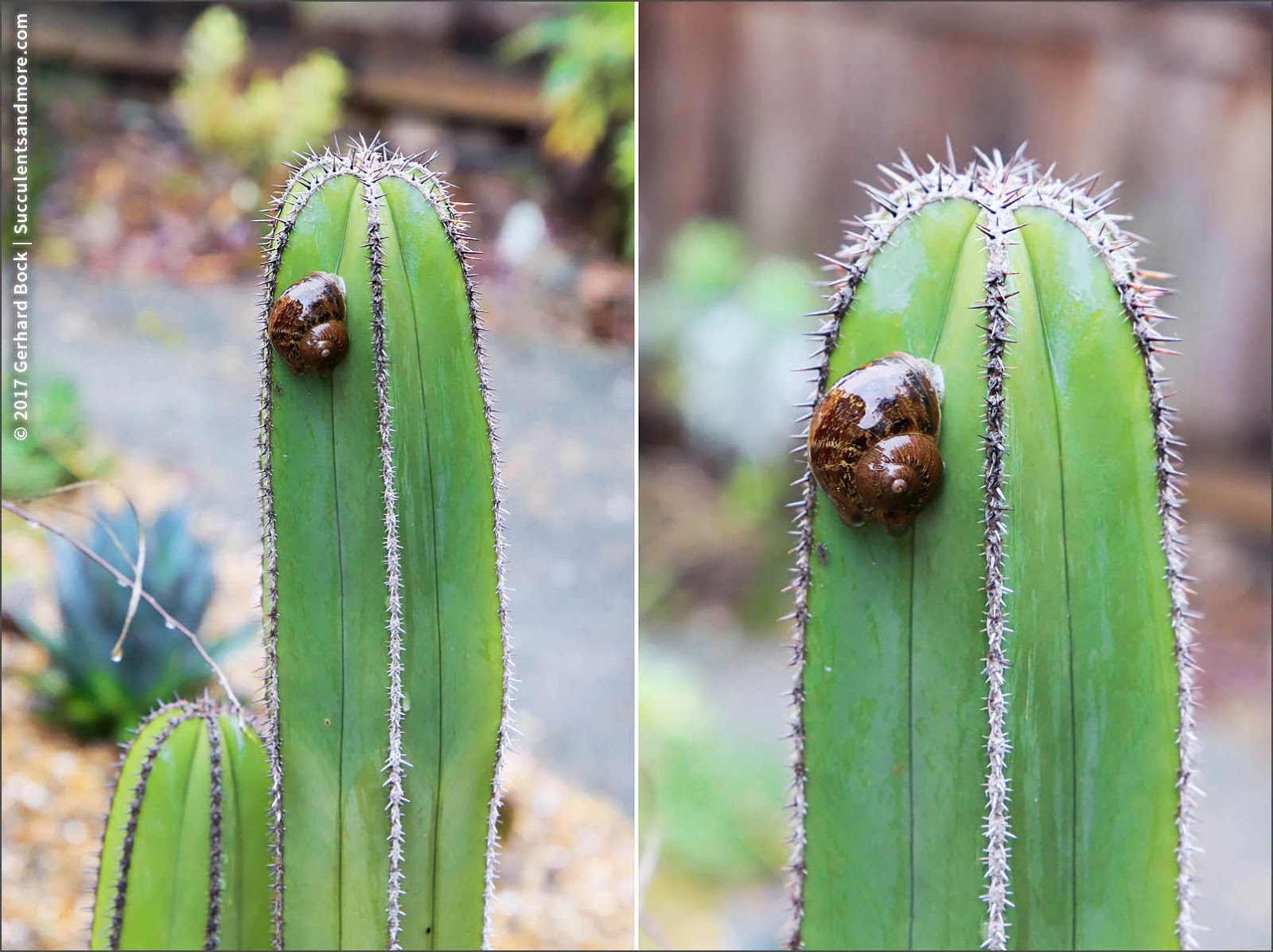 Succulents and More Wednesday snail on cactus
