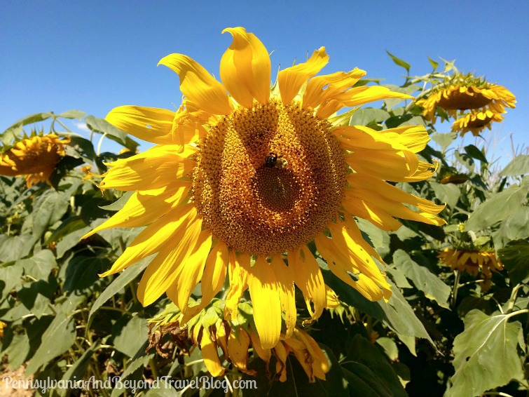 Pennsylvania & Beyond Travel Blog Picking Sunflowers at Strites' Orchard Farm Market in Harrisburg