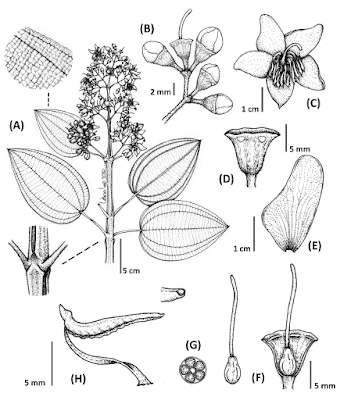 [Botany • 2021] Meriania penningtonii & M. dazae • Two New Species of Meriania (Melastomataceae) from northern Peru