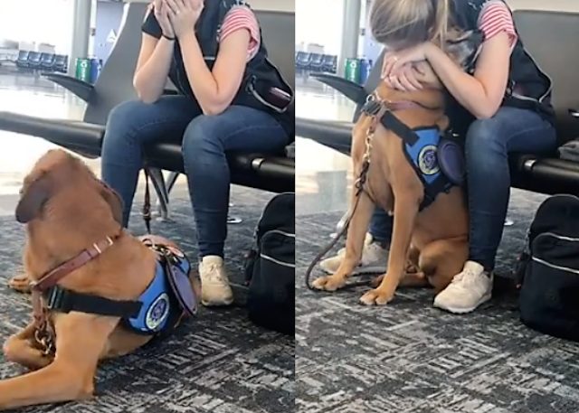 Service Dog Saves Life of a Woman Having Panic Attack