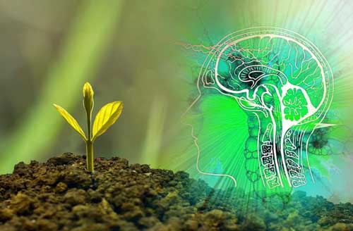 Bí ẩn: Suy nghĩ của con người có thể tác động lên thực vật