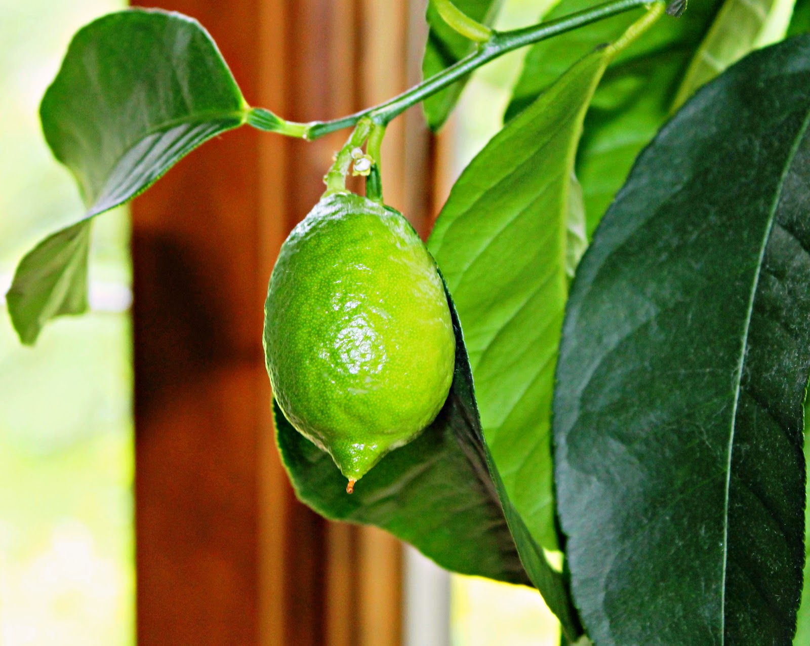 Sandra's Alaska Photography August 25, 2012 My MuchLoved Indoor