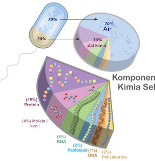 Komponen Kimia Sel – Biologi Kelas XI IPA SMA-MA - Biologine Pak Mycunk