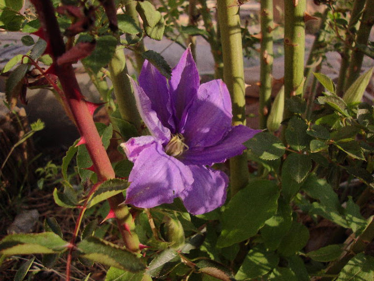 Clematis H.F. Young Blooming up through Jeanne laJoie