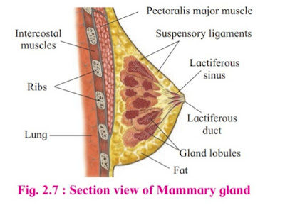 Section view of mammary gland