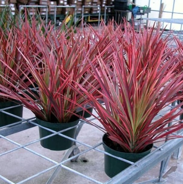 tanaman-hias-dracena-tricolor-merah