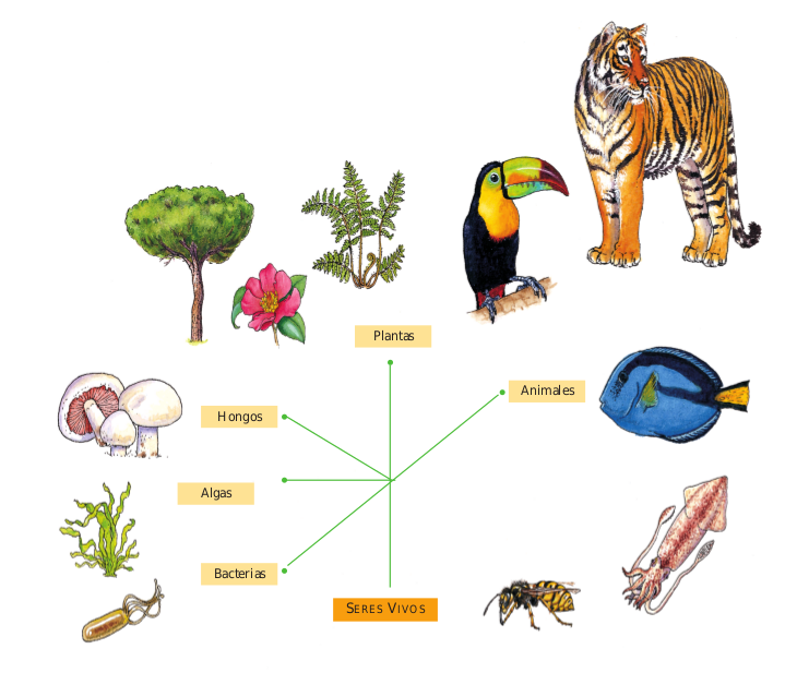 eugedecurso factores bioticos, seres vivos con vida eugedecurso factores bioticos, seres vivos con vida