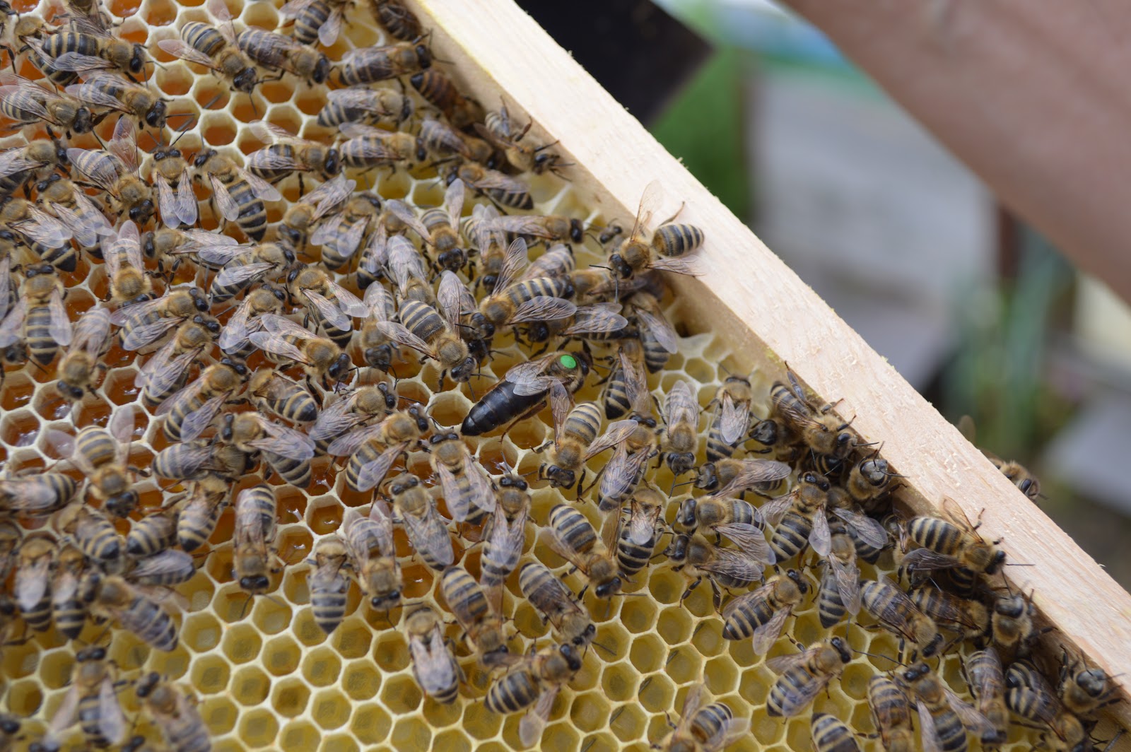 Купить пчел мордовия. Селекция пчел. Селекция в пчеловодстве. Селекционер пчеловод. Племенное разведение пчел.