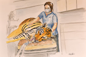 zoo vet, tiger anaesthetic, vet nurse, vet tech