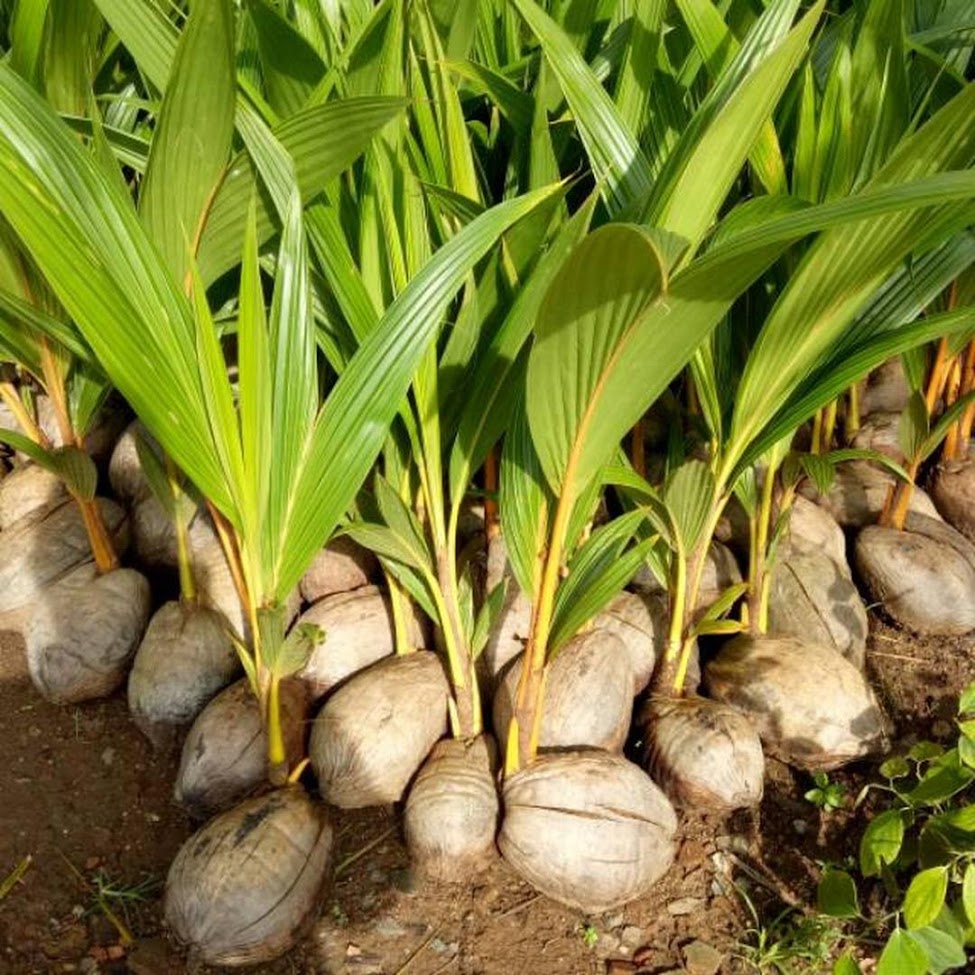 Bibit kelapa genjah entok unggul berkualitas dijamin berbuah 2 3thn Lampung