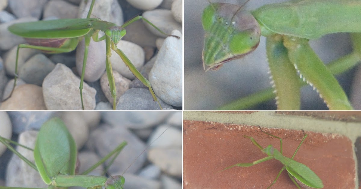 Quotes from SUCCESS IS YOU! Even the Mantis is "praying"