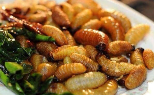 7 Manfaat Ulat Sagu Untuk Kesehatan Tubuh Ikisuka