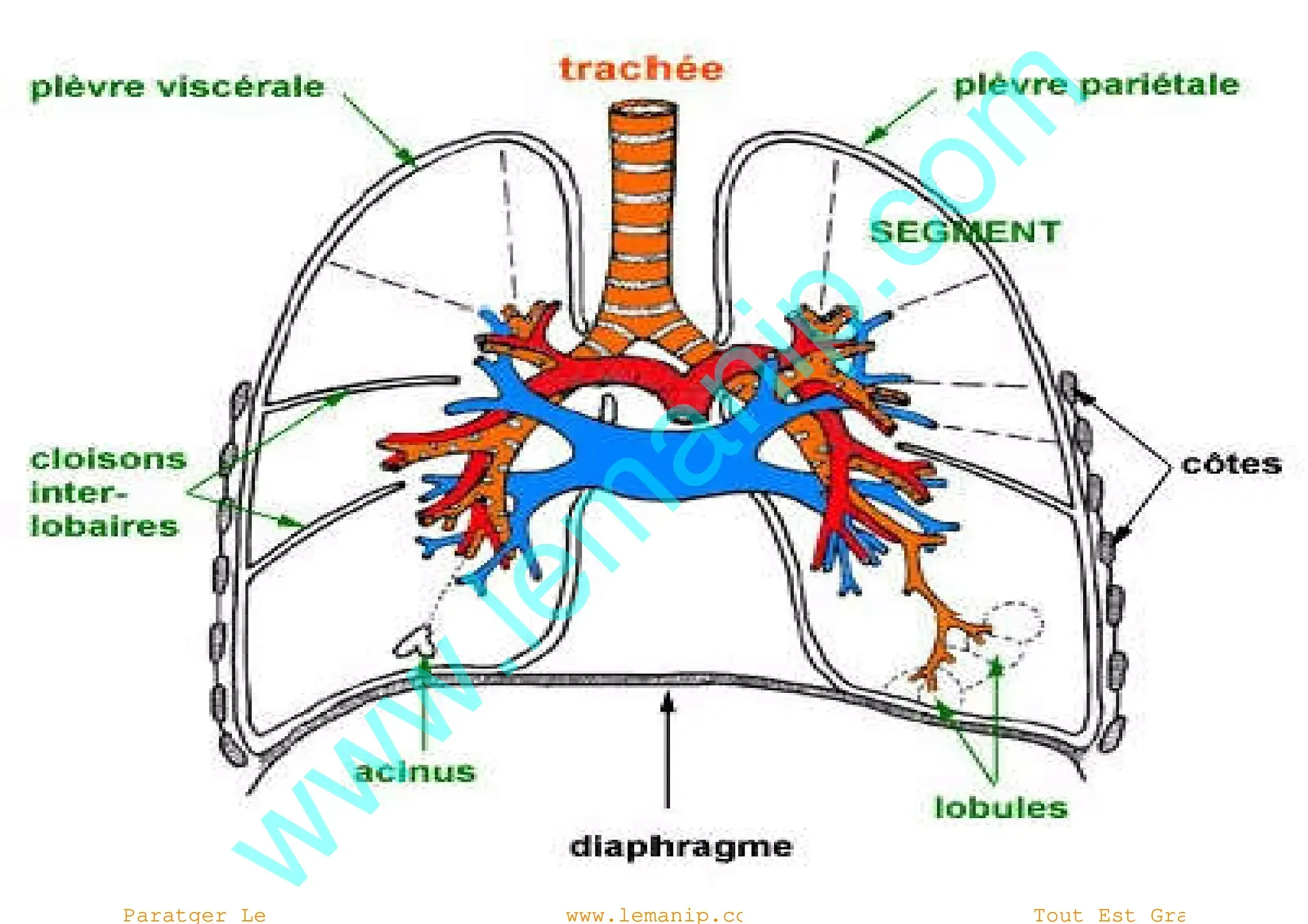 Schéma anatomique des poumons