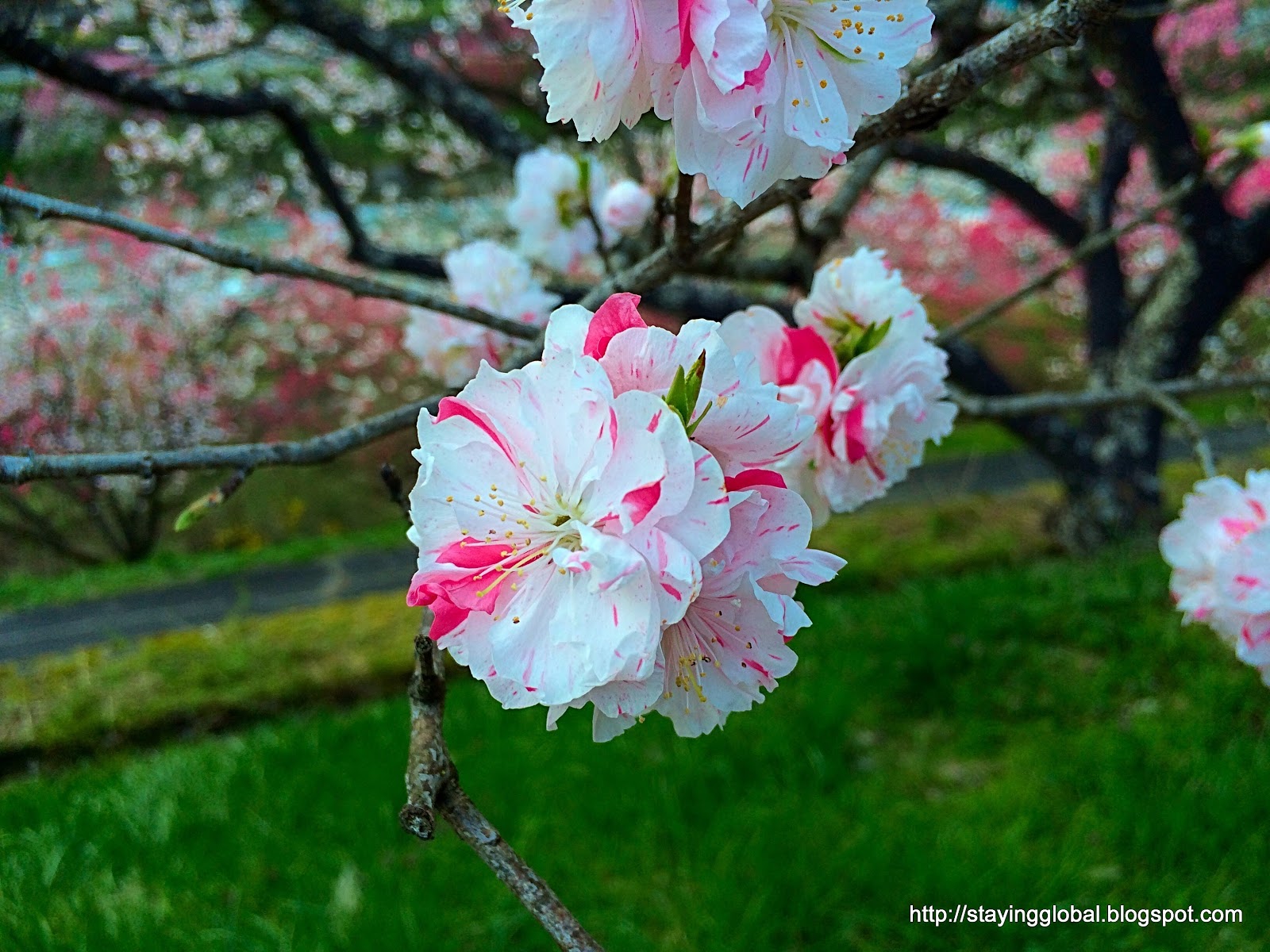 A Japanese Life Peach Blossoms Tsukikawa Onsen