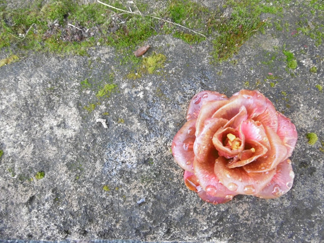 Désuéture, Rue de Bergerac, malooka