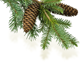 Pinus Pinea Png Related Keywords & Suggestions - Pinus Pinea Png Long Tail Keywo