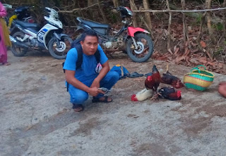 Penggerebekan Judi Sabung Ayam di Desa Baringeng Diduga Bocor Penjudi Kabur