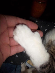 The Paw of Six Toes