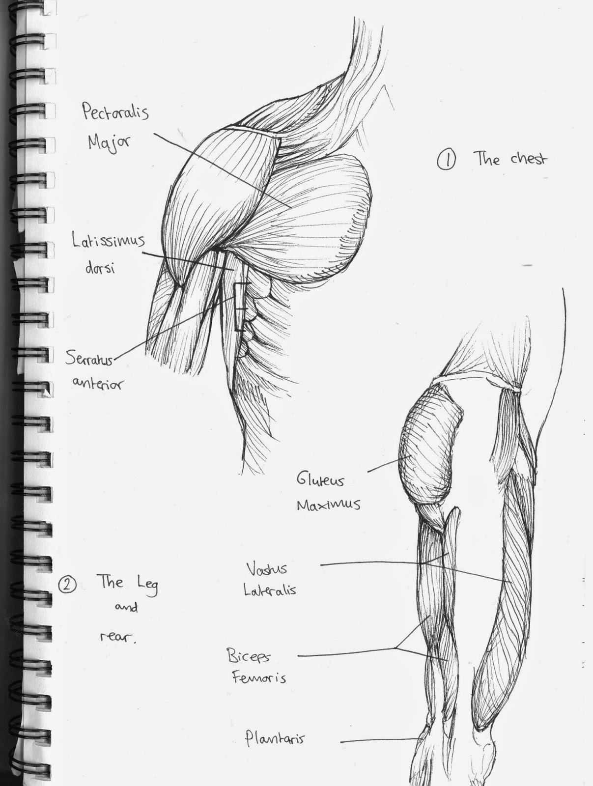 Lewis Blythe Art Visual Arts And Design Muscles