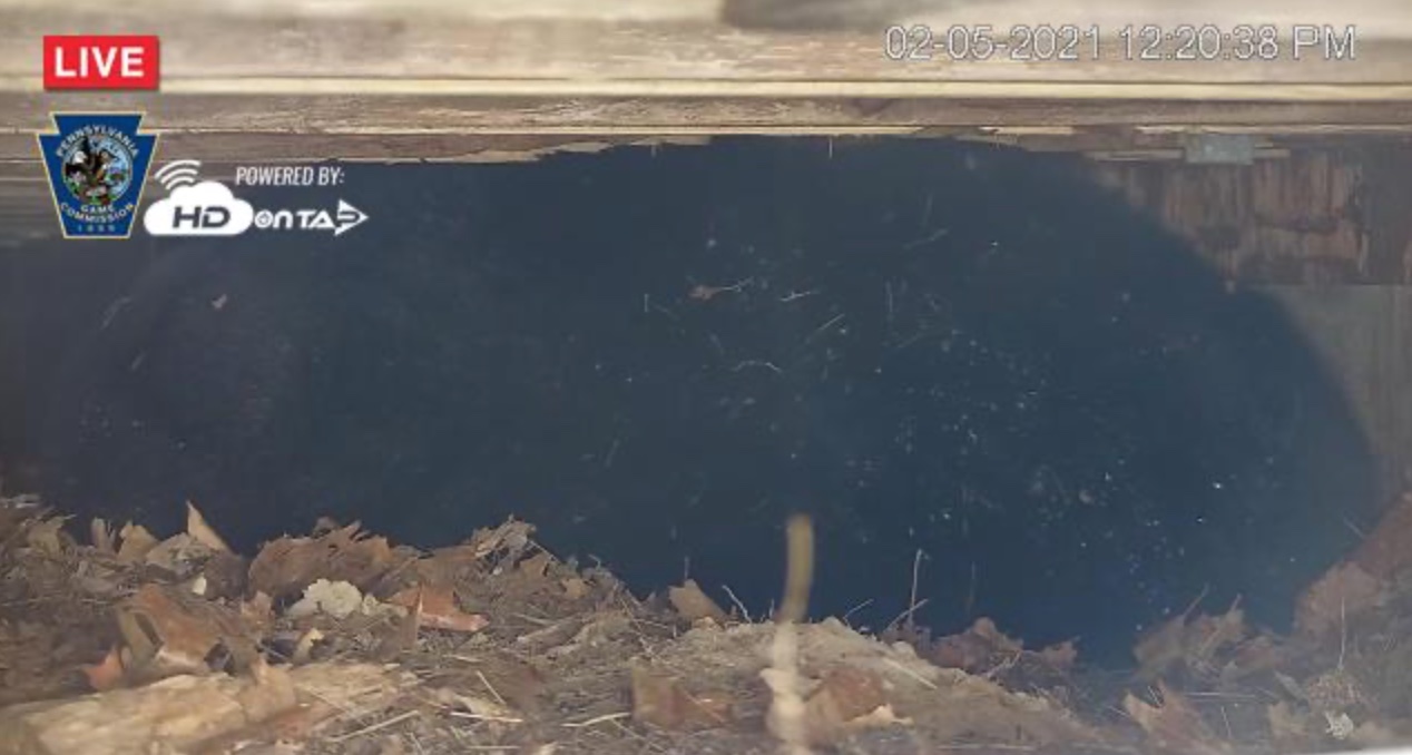 PA Environment Digest Blog: Game Commission Launches New Bear Den