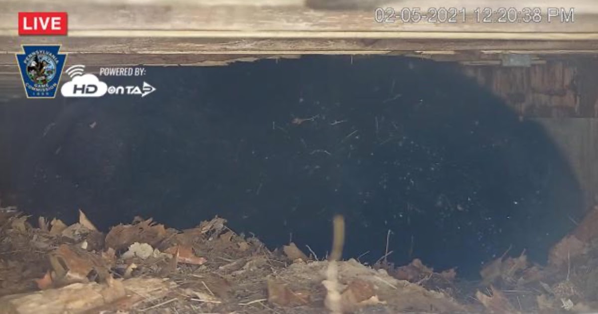 PA Environment Digest Blog: Game Commission Launches New Bear Den