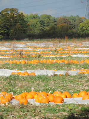 coldharbour farm lee nursling southampton