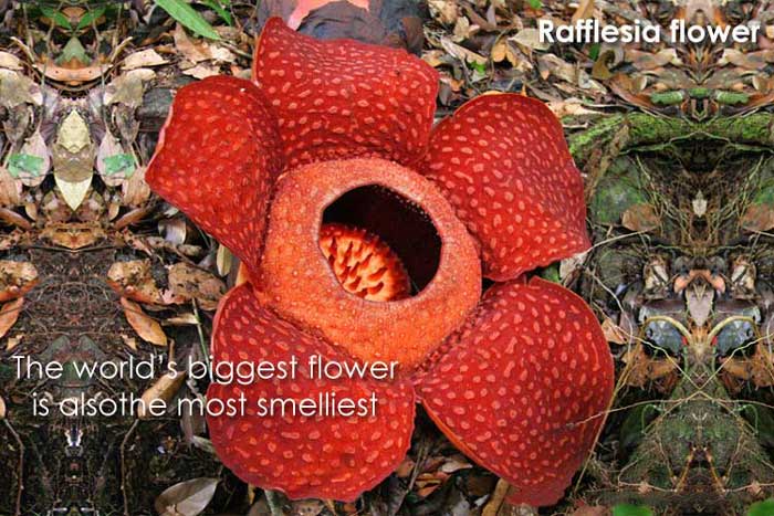 world's largest bloom is the Rafflesia arnoldii