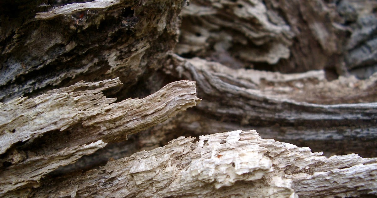 Tree Removal Kelowna SIGNS YOU MIGHT NEED TREE REMOVAL