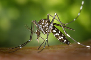 Mosquitos mortales para el ser humano