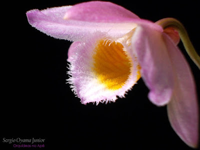 Orquídea Dendrobium loddigesii
