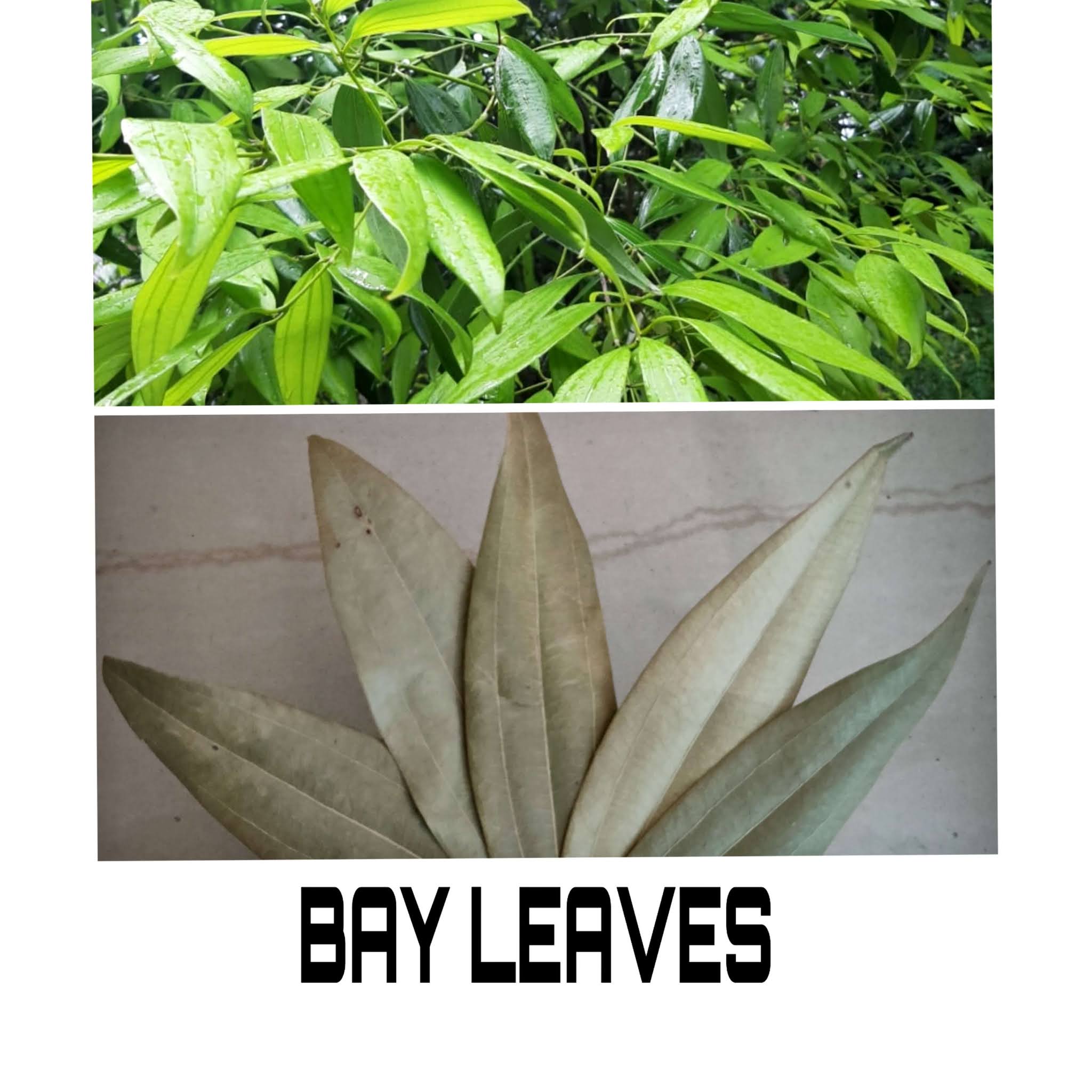 Bay Leaves is one of the top 5 Medicinal Plants every household should have. Bay Leaves are used in the Biryani! Hyderabadi Dum Biryani Bay Leaves.