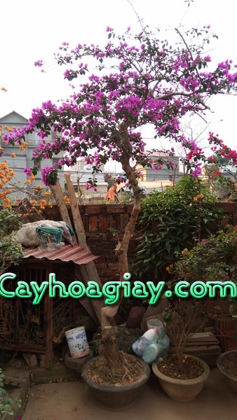 Bán cây hoa giấy bonsai | CÂY HOA GIẤY