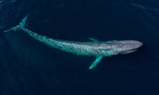 La ballena azul. La gigante desconocida