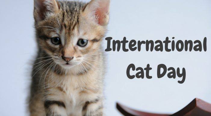 International Cat Day