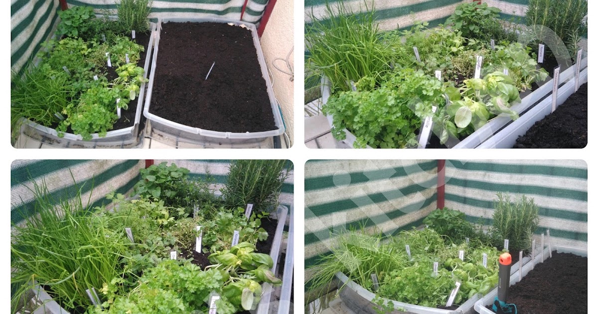 Babsi's kitchen cook, live and smile Kräuterbeet auf dem Balkon