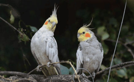 Burung Parkit Australia Harga Blog Tentang Burung